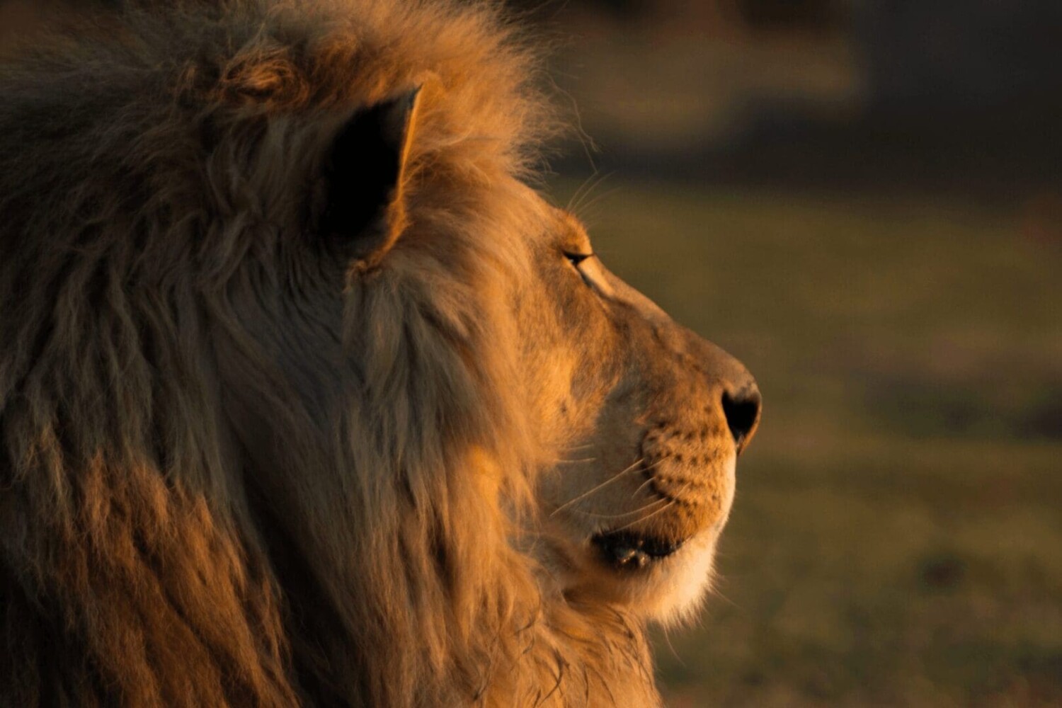 A majestic male lion in the Greater Kruger wilderness—home to Southern Africa’s premier private game reserves.