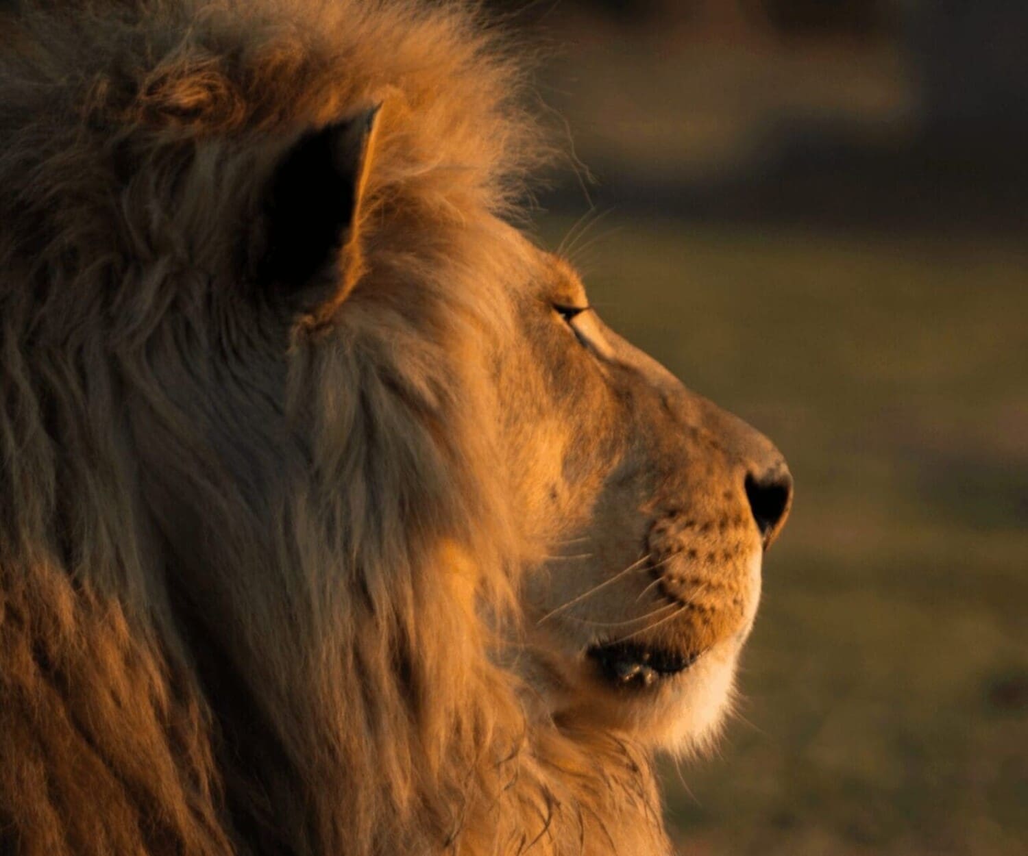 A majestic male lion in the Greater Kruger wilderness—home to Southern Africa’s premier private game reserves.
