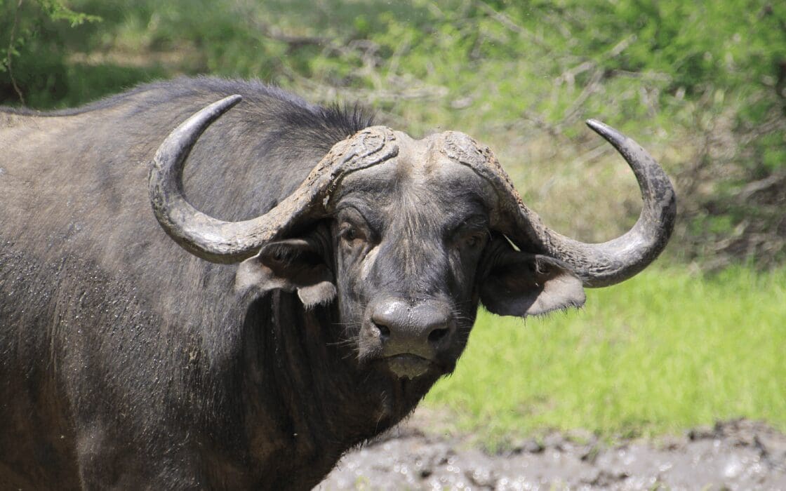 Buffalo in Kruger National Park on Summers' day
