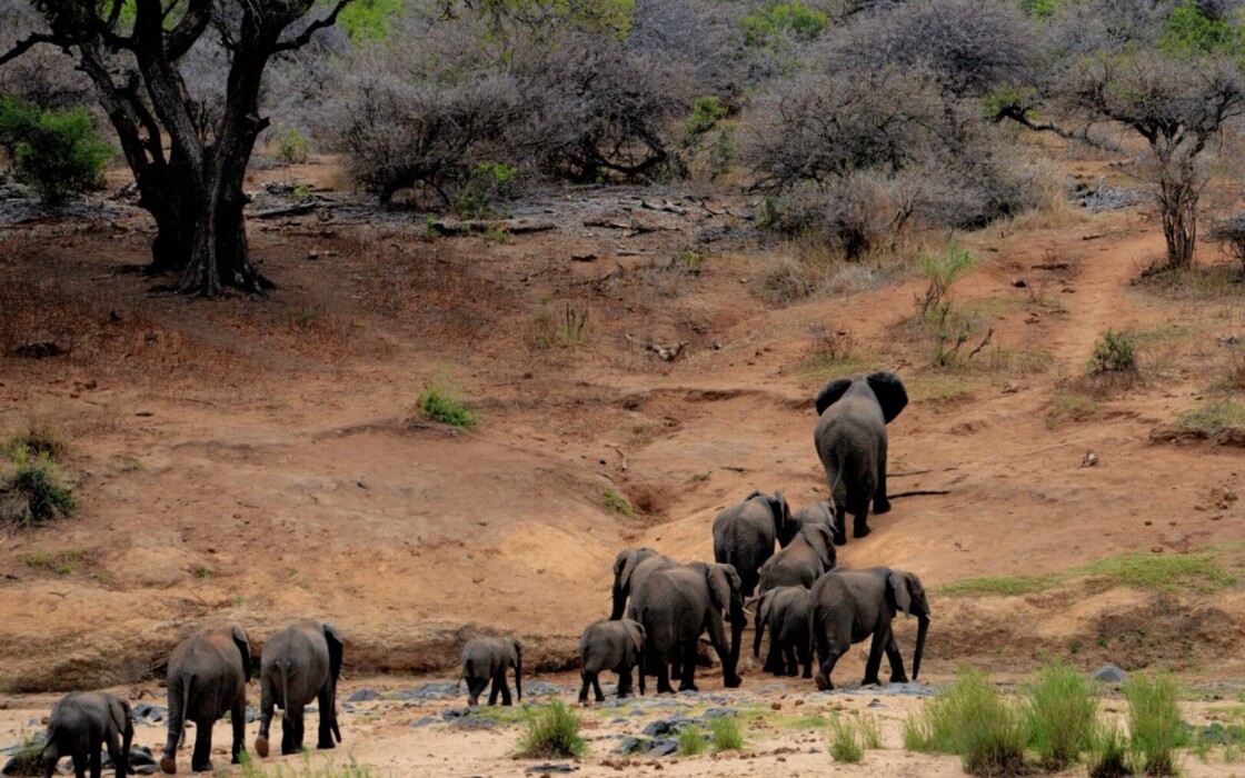 Elephants walking across the field in Kruger Park