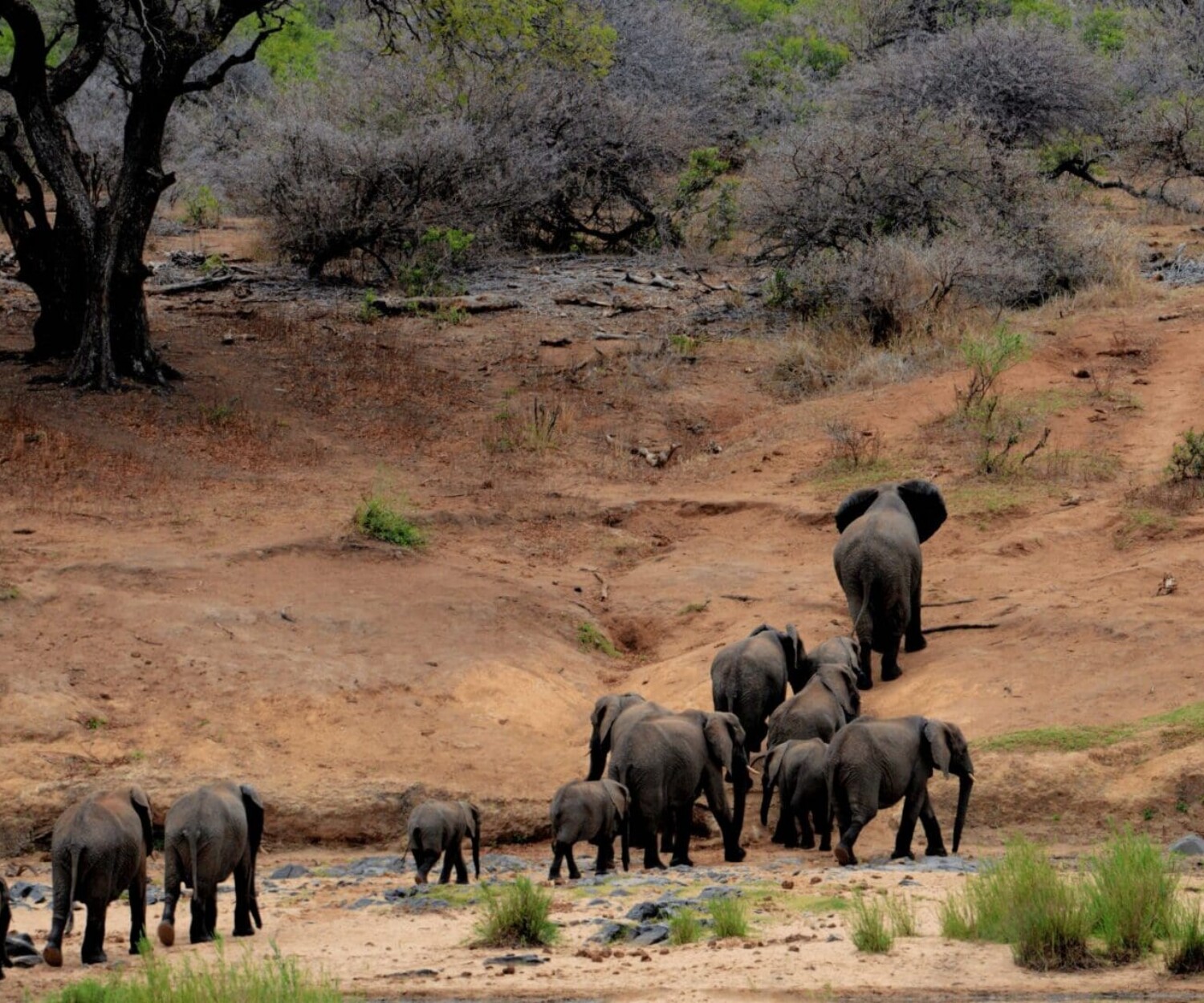 Elephants walking across the field in Kruger Park