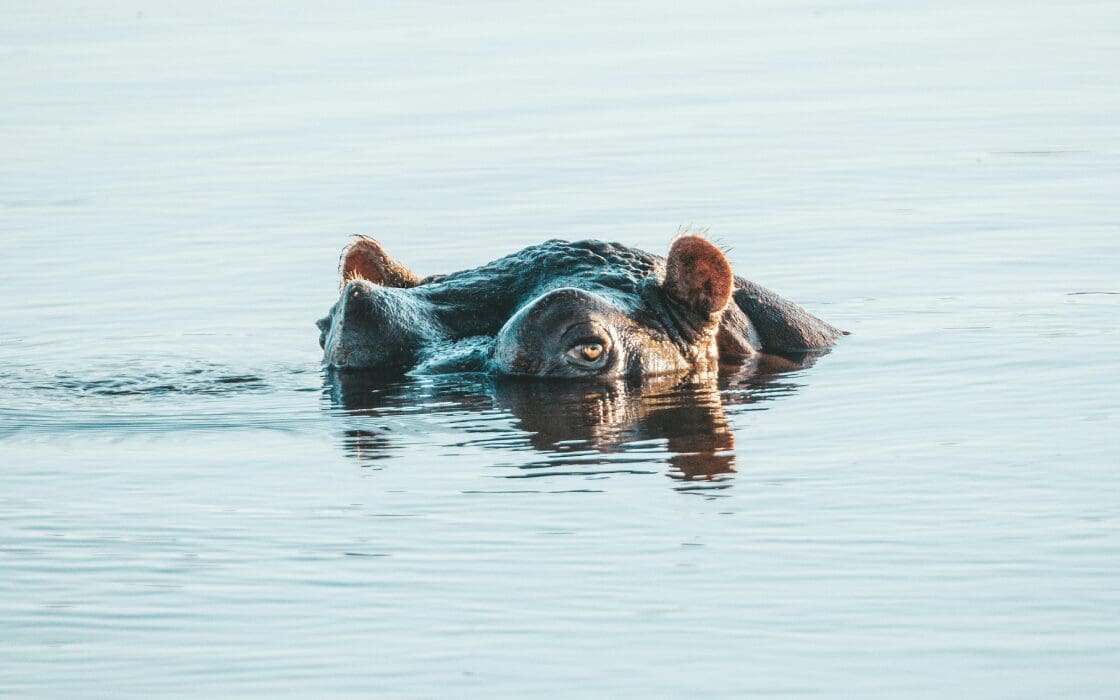 Hippopotamus peaking above water in Reserve