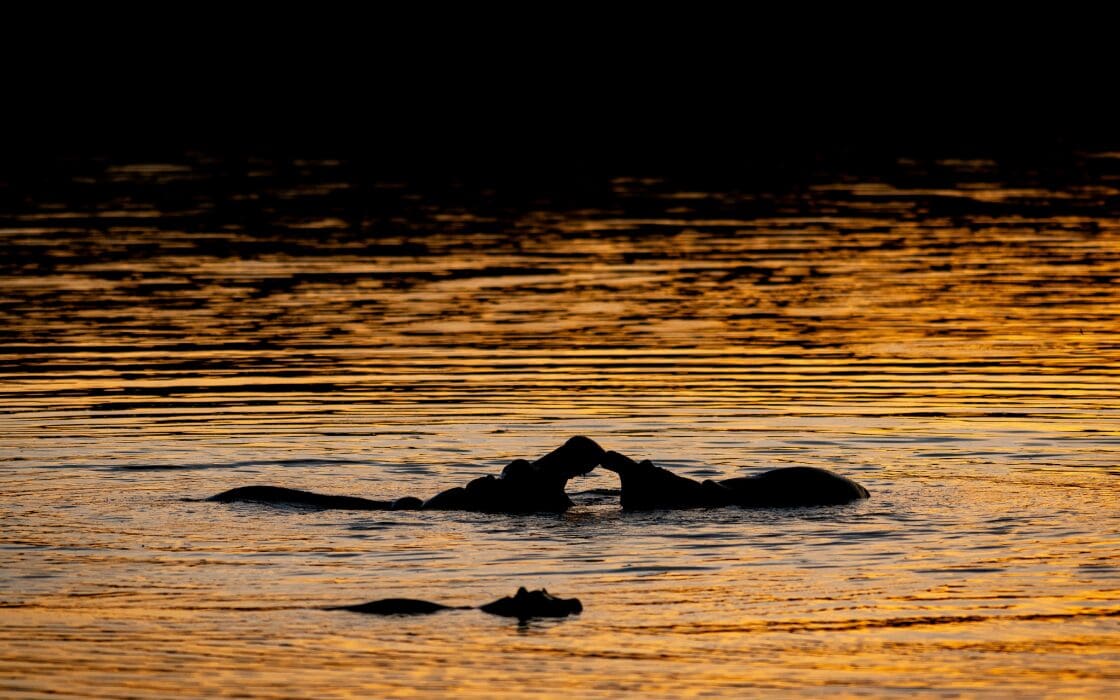 Hippos at sunset in water at Kruger Park